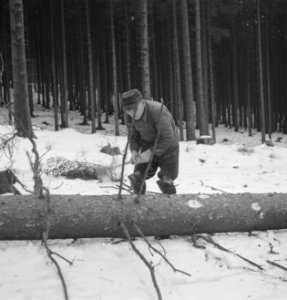 Bosbewerking, arbeiders, boomstammen, Bestanddeelnr 251-7097