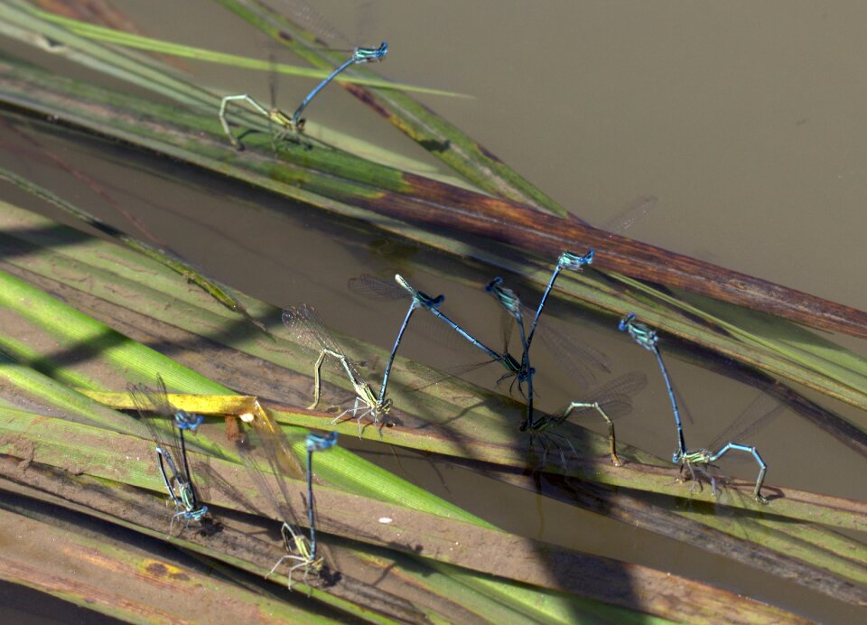Dragonflies mating water