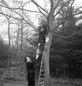 Bosbewerking, arbeiders, gereedschappen, ladders, Bestanddeelnr 251-8721