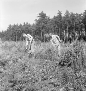 Bosbewerking, arbeiders, gereedschappen, struiken, Bestanddeelnr 251-9186