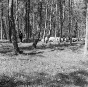 Bosbescherming, parken, herders, schaapskudden, Nationaal Park Veluwezoom, Zypen, Bestanddeelnr 165-0811