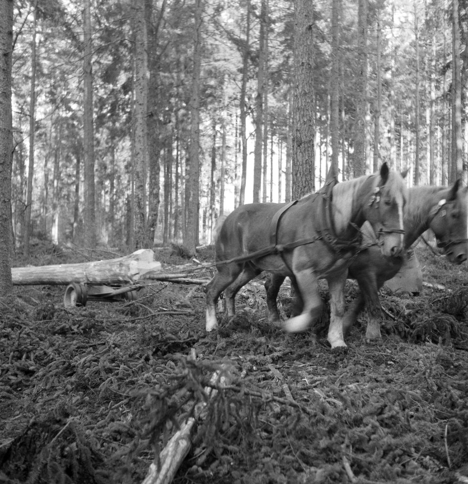 Bosbewerking, boomstammen, dieren, slepen, paarden, Bestanddeelnr 251-7987