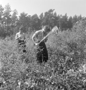 Bosbewerking, arbeiders, gereedschappen, struiken, Bestanddeelnr 251-9183