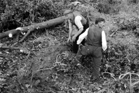 Bosbewerking, arbeiders, stronken, Bestanddeelnr 170-0771