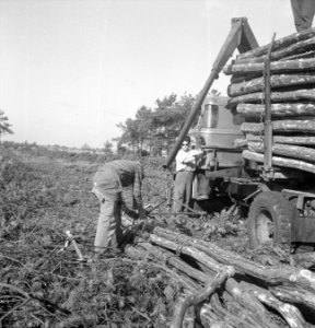 Bosbewerking, arbeiders, vrachtwagens, boomstammen, Bestanddeelnr 251-9732
