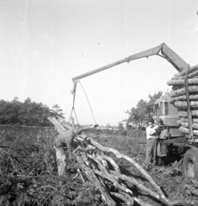 Bosbewerking, arbeiders, vrachtwagens, boomstammen, Bestanddeelnr 251-9731
