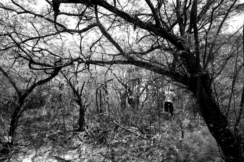 Bosque tupido seco