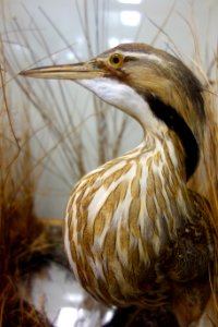Botaurus lentiginosus - Southern Vermont Natural History Museum - DSC08479