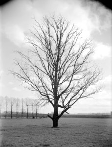 Bosbescherming, opgehoogde grond, dode boom, eik, Bestanddeelnr 165-0418