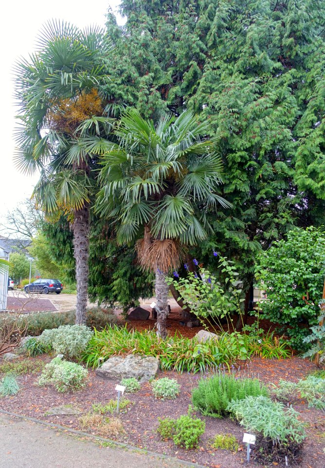 Botanischer Garten - Heidelberg, Germany - DSC00898