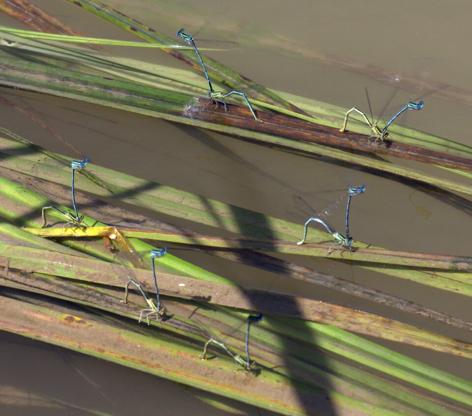Dragonflies mating water