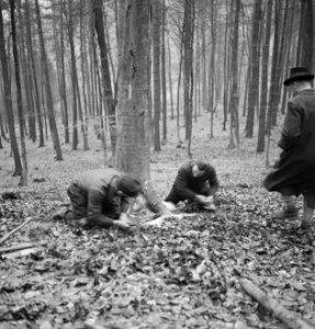 Bosbewerking, arbeiders, werkzaamheden, Bestanddeelnr 251-7125