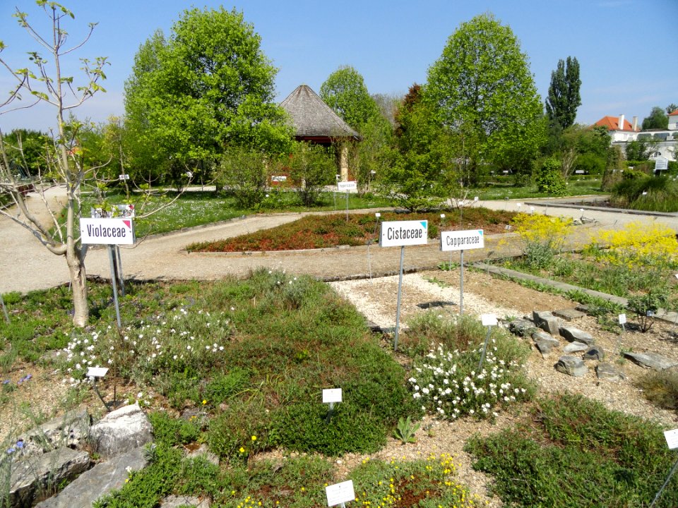 Botanischer Garten München-Nymphenburg - DSC07824