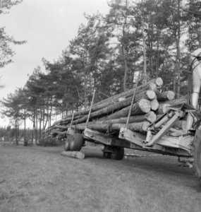 Bosbewerking, boomstammen, aanhangers, Bestanddeelnr 253-5754