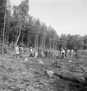 Bosbewerking, arbeiders, werkzaamheden, boomstronken, Bestanddeelnr 253-5580