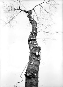 Bosbescherming, misvormde bomen, foutieve snoei, amerikaanse eik, Bestanddeelnr 165-0505