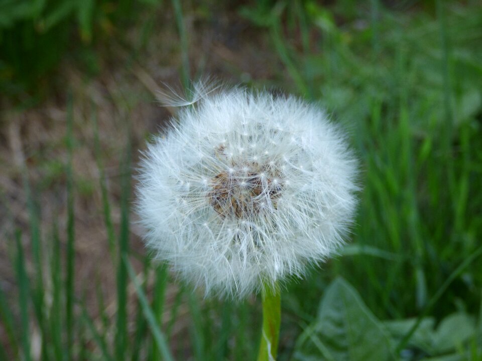 Nature flowers grass