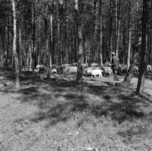 Bosbescherming, parken, herders, schaapskudden, Nationaal Park Veluwezoom, Zypen, Bestanddeelnr 165-0812