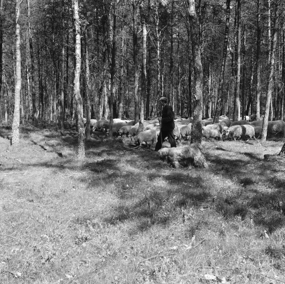 Bosbescherming, parken, herders, schaapskudden, Nationaal Park Veluwezoom, Zypen, Bestanddeelnr 165-0810