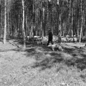 Bosbescherming, parken, herders, schaapskudden, Nationaal Park Veluwezoom, Zypen, Bestanddeelnr 165-0810