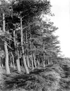 Bos op de Veluwe, Bestanddeelnr 252-0572