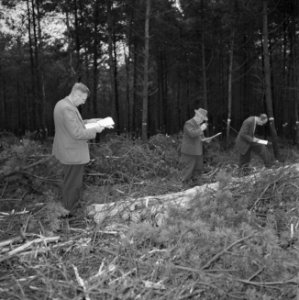 Bosbewerking, boomstammen, mannen, controleren, Bestanddeelnr 251-9624