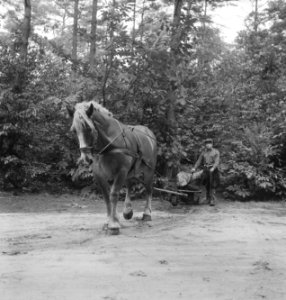 Bosbewerking, boomstammen, vervoeren, arbeiders, karren, paarden, Bestanddeelnr 251-8555
