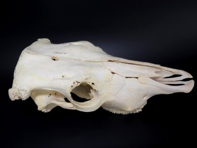 Bos primigenius f. taurus - cranium 3
