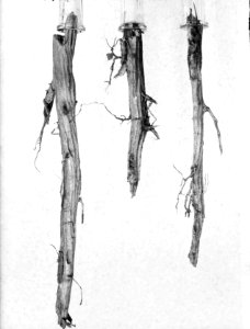 Bosbescherming, beschadigingen, wortels, larvengangen, poppenwiegen, grote denne, Bestanddeelnr 165-0490