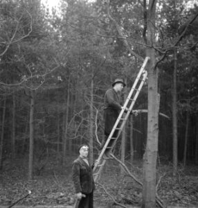 Bosbewerking, arbeiders, gereedschappen, ladders, Bestanddeelnr 251-8720