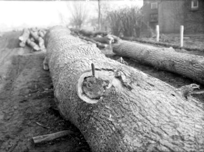 Bosbescherming, inrotting oude snoeiwonden, stammen, eik, Bestanddeelnr 165-0506