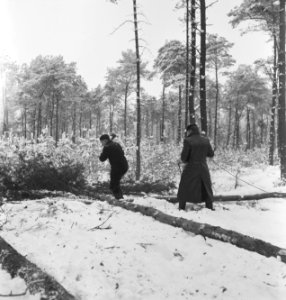 Bosbewerking, arbeiders, werkzaamheden, touwen, sneeuw, Bestanddeelnr 251-8358