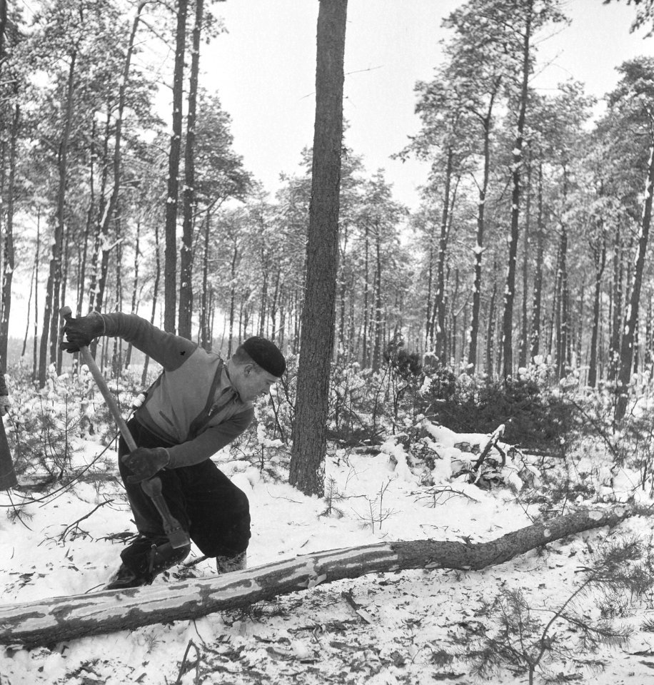 Bosbewerking, arbeiders, werkzaamheden, sneeuw, Bestanddeelnr 251-8365