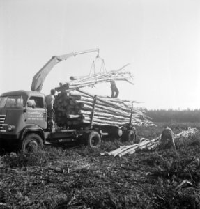 Bosbewerking, arbeiders, boomstammen, Bestanddeelnr 251-9737