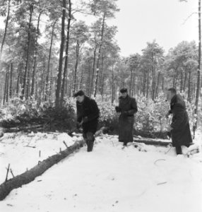 Bosbewerking, arbeiders, werkzaamheden, sneeuw, Bestanddeelnr 251-8359
