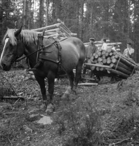 Bosbewerking, houtvervoer, paarden, arbeiders, Bestanddeelnr 251-7704