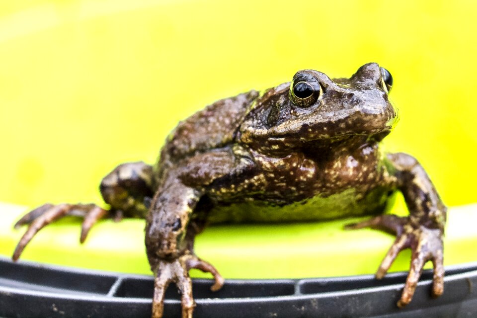 Amphibians nature animal