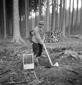 Bosbewerking, gereedschappen, kistjes, arbeiders, beilen, Bestanddeelnr 251-7917
