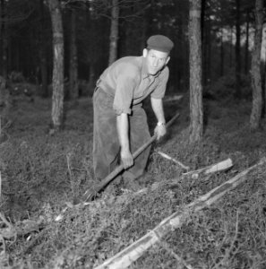 Bosbewerking, arbeiders, bomen, gereedschappen, Bestanddeelnr 251-9125