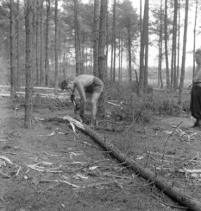 Bosbewerking, arbeiders, gereedschappen, werkzaamheden, Bestanddeelnr 251-8519