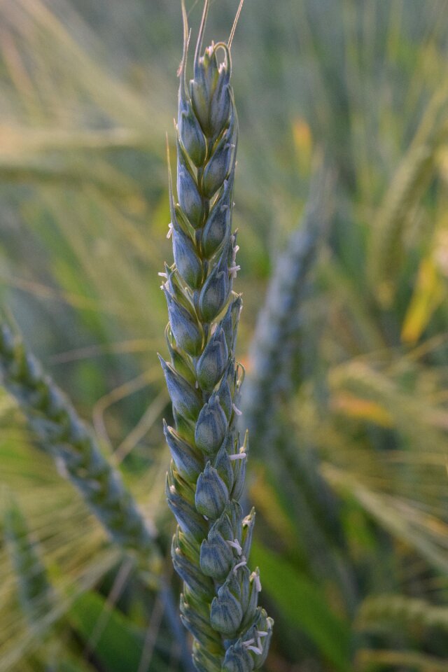 Ear cereals cornfield
