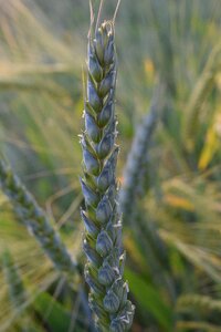 Ear cereals cornfield