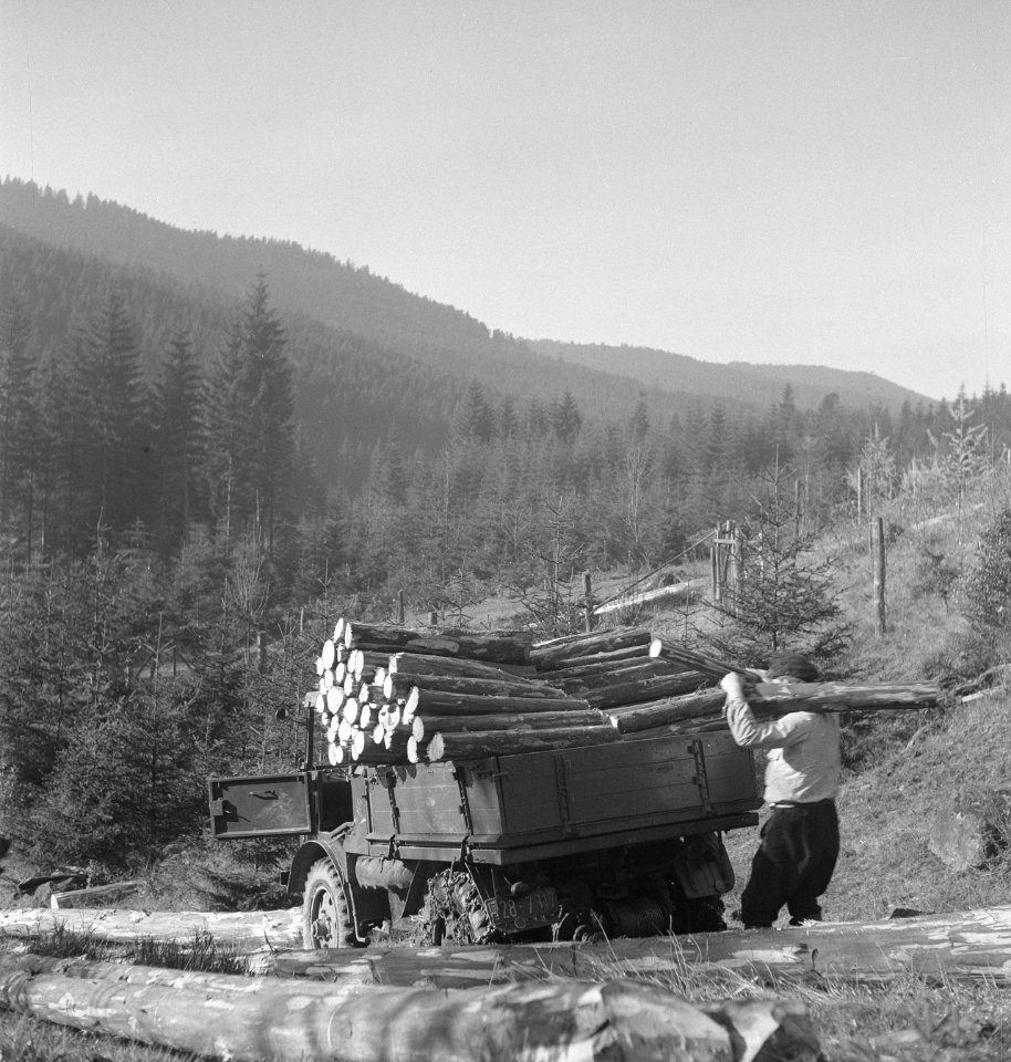 Bosbewerking, arbeiders, auto's, boomstammen, Bestanddeelnr 251-8992