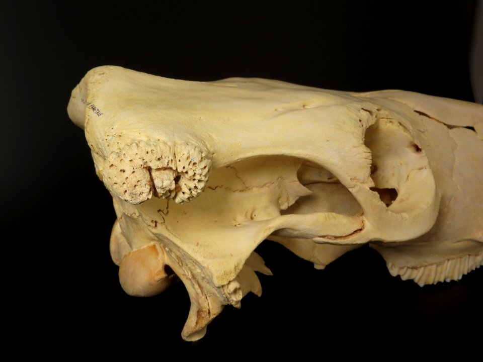 Bos primigenius f. taurus - neurocranium