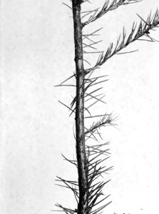 Bosbescherming, beschadigingen, wonden, grote dennensnuittor, douglas, Bestanddeelnr 165-0491