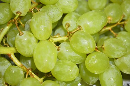 Food nature grains