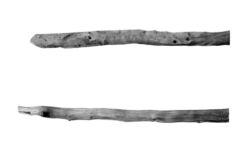 Bosbescherming, ziektes, wortels, larvengangen, grote dennensnuittor, dennenwort, Bestanddeelnr 165-0465