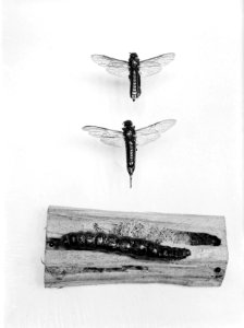 Bosbescherming, ziektes, wespen, rupsen, grove dennenhouwesp, rode wulgenhoutrup, Bestanddeelnr 165-0475