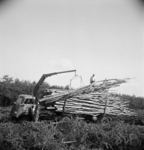 Bosbewerking, arbeiders, vrachtwagens, boomstammen, Bestanddeelnr 251-9743