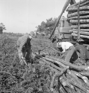 Bosbewerking, arbeiders, vrachtwagens, boomstammen, Bestanddeelnr 251-9729